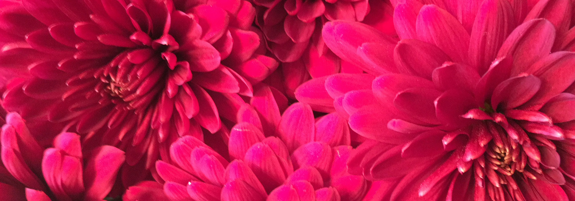BLUE ARROW FLOWER SCHOOL
