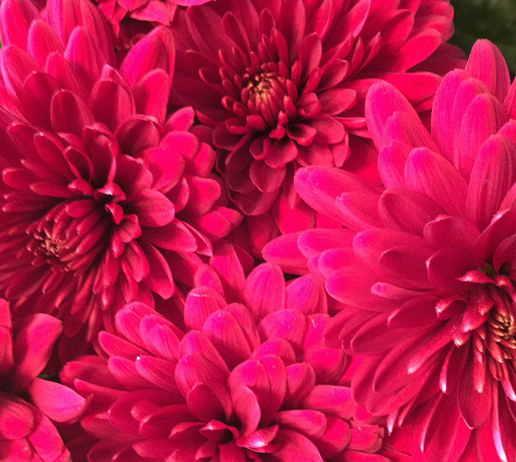 BLUE ARROW FLOWER SCHOOL